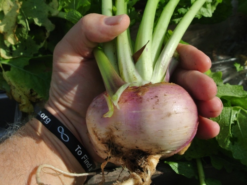 An extra large turnip!