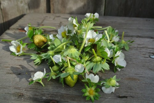 Just a representative sample of what I plucked yesterday...There may be more hiding!