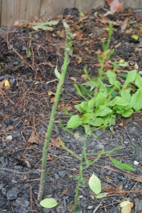 An asparagus stalk that hasn't got the message! It is winter - sleep!