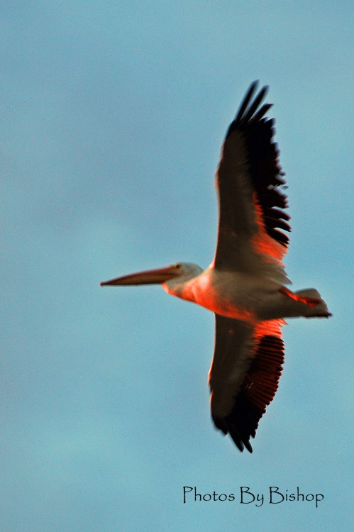 One of the winter pelicans in the early morning that grace our lake. Wish I had caught it with crisper focus!