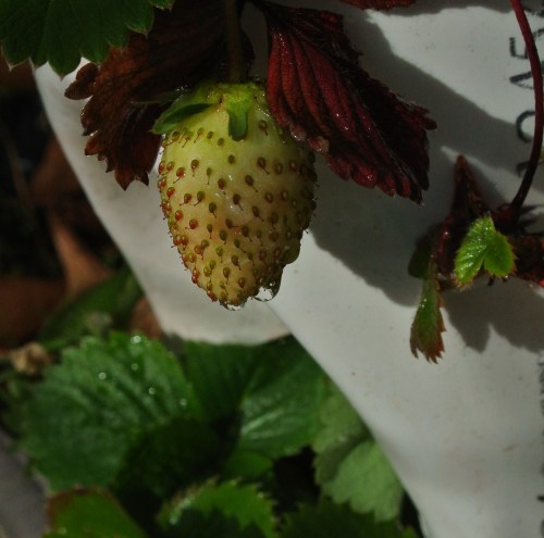 Strawberry in the tower beginning to ripen!