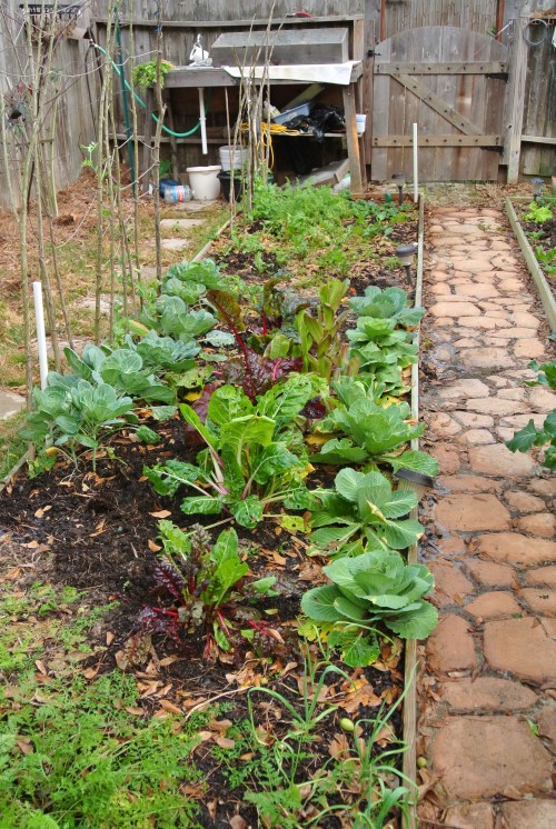 A view down my newest bed...redone a year ago.Lettuce, Chard, cabbage, peas, carrots, brussel sprouts, turnips, garlic and a few beets.