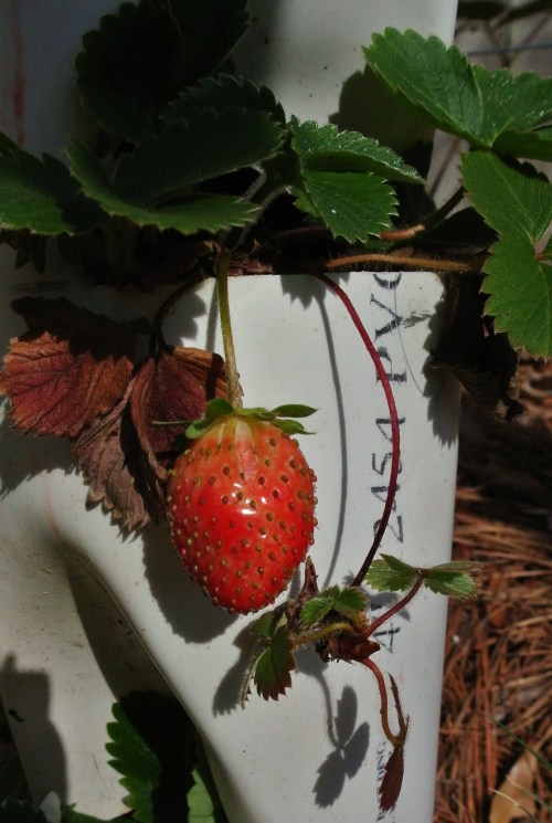 January 30th - Should be ripe soon!