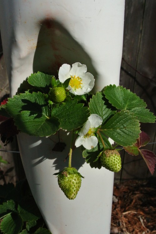 One of the Strawberry tower pockets headed toward a bountiful harvest.