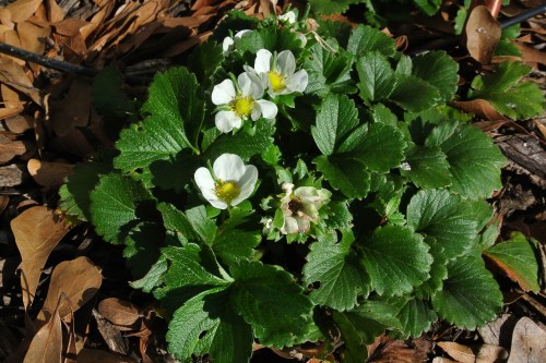 A look at one of the ground based plants. I will have to watch for competitors...There are some bugs that also enjoy juicy red berries!