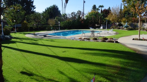 Looking back to the far corner of the yard with a grapefruit, a lemon and an orange tree - among other stuff.