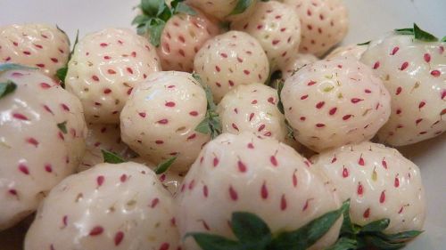 Pineberry image - can't wait to grow my own.