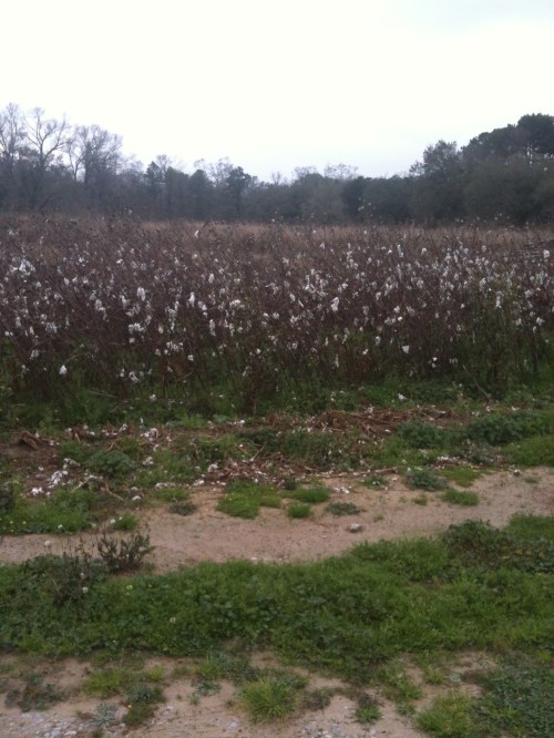 A cotton patch.