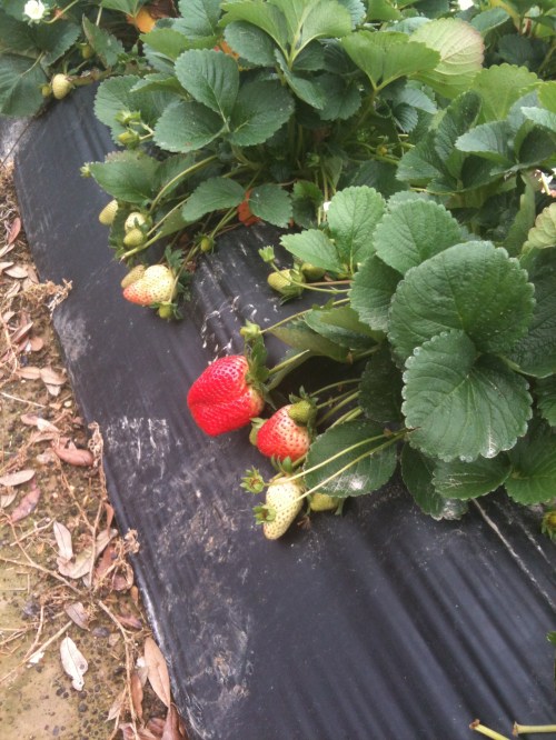 Very large and early strawberries. 