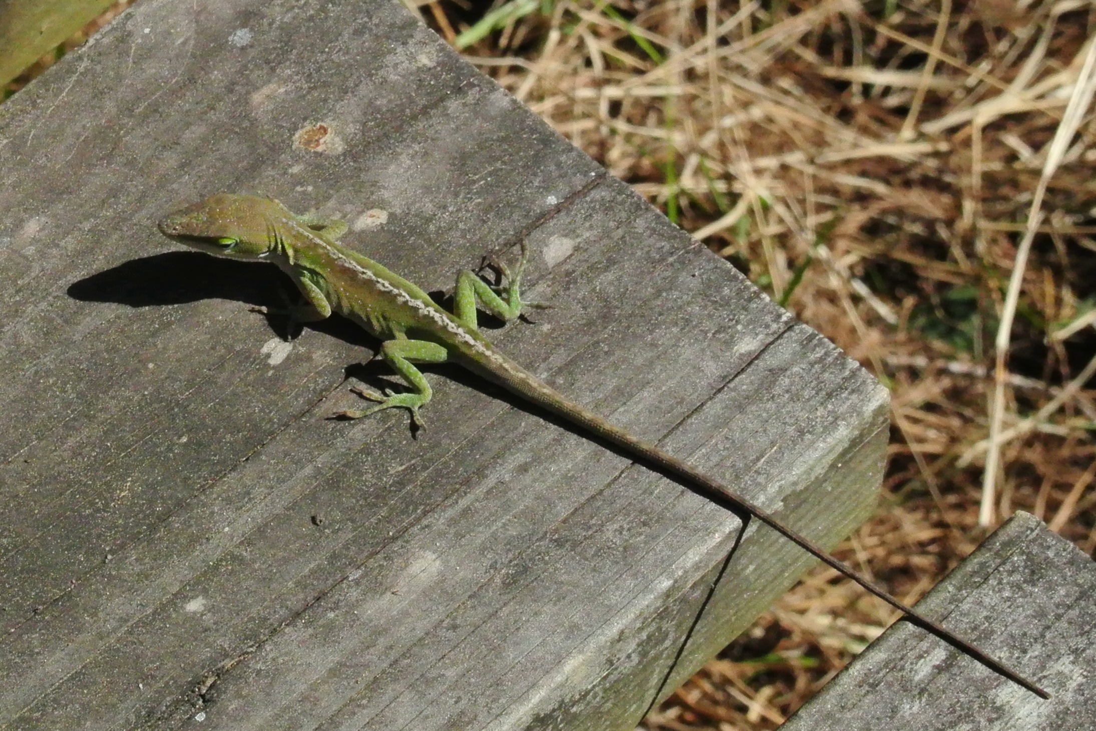 One of the other critters spotted on the fishing dock