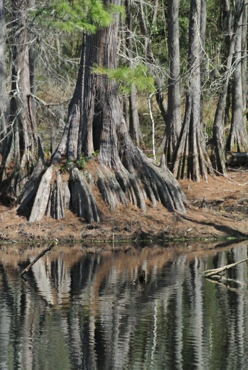 One of the many large Cypress trees ringing Lake Isabel.