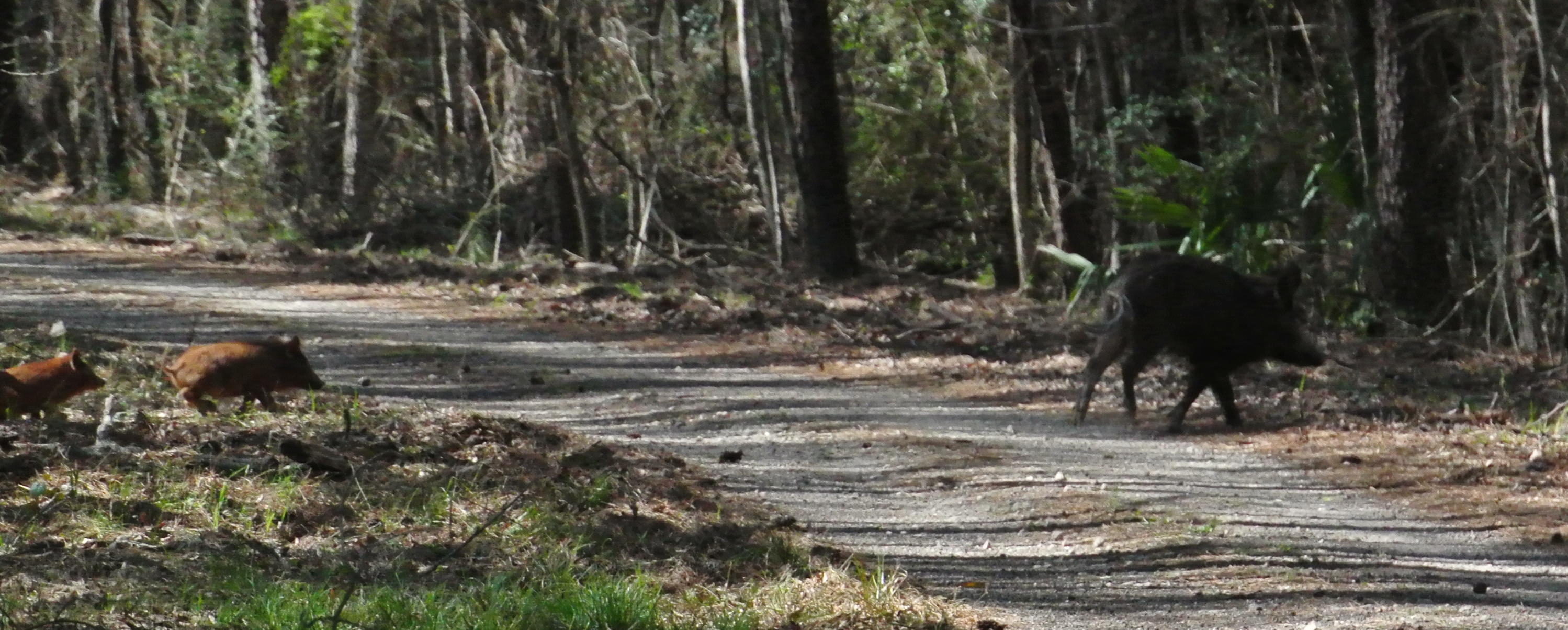 The piglets emerging from the left in hot pursuit of momma