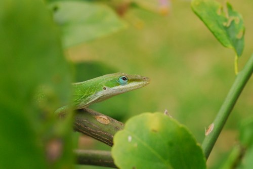 He was so hard to spot....I first spotted him jumping from branch to branch.
