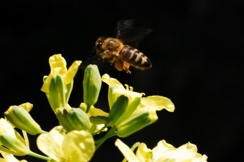 Off to another one. Trying to improve my moving critter skills. My goal is get a crisp shot of the bee flying!