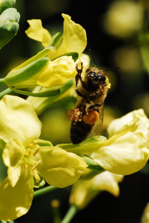 Carrying quite a load while working this blossom