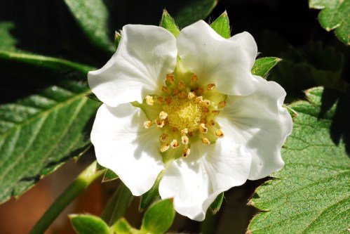 Very nice strawberry  blossom