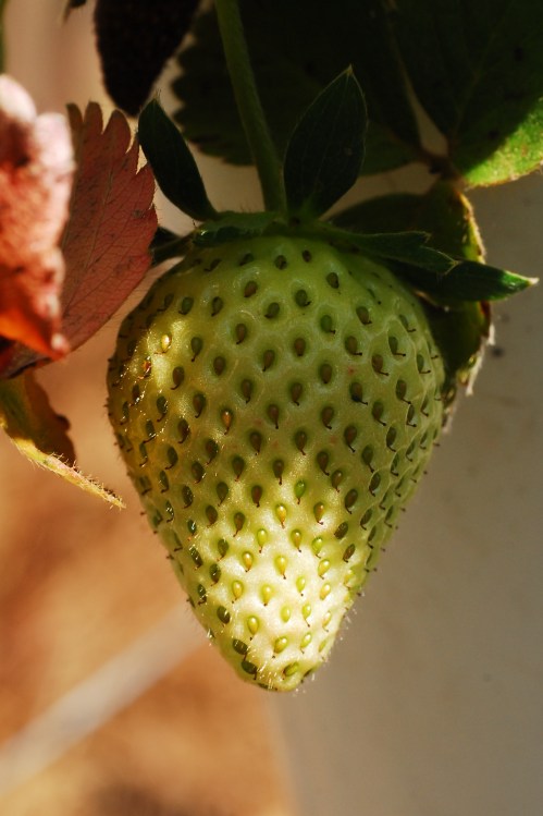 Yes - developing nicely 