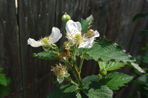 One of the many blackberry clusters.