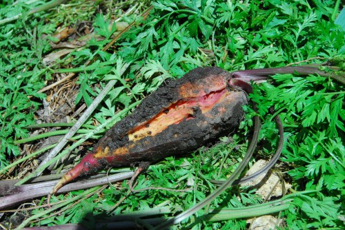 Exploded/split carrot....they taste OK but my wife refuses to let me cook them.