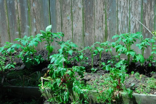 Yukon Gold Plants needing to be hilled up a little deeper!