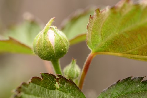 Blackberry blossom.....