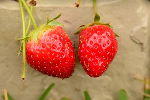 I smell jam cooking!!!