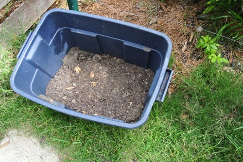 The tub as it appears when the potatoes are planted. About 6 inches in the bottom,