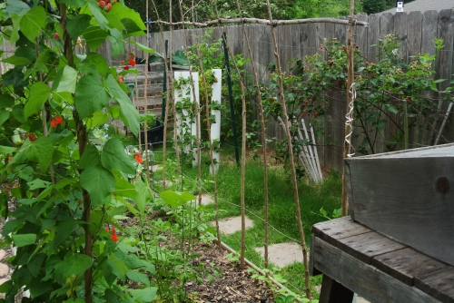 A look back toward my compost bins and strawberry towers