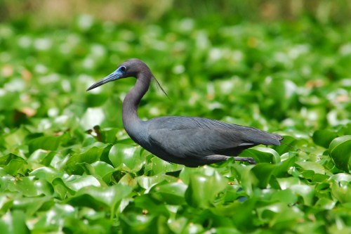 Little Blue Heron....I did an internet search. Did I get it right?
