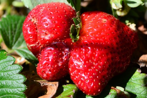 My biggest berry of the season - a double butterfly strawberry.