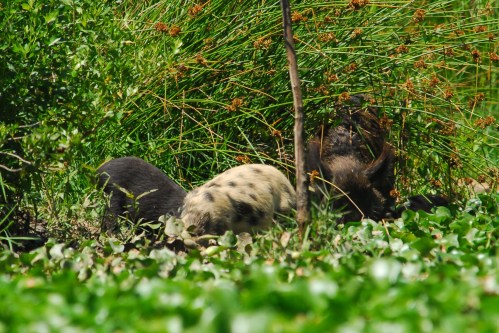 The little tan lump I first spotted had friends!