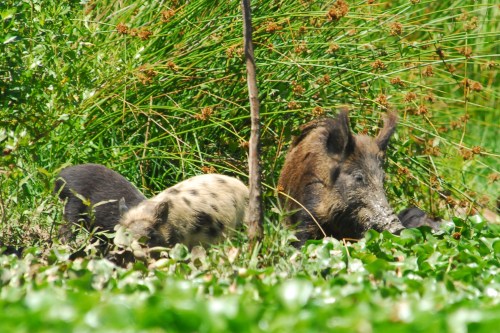 Oh Yeah....A big ugly - could be a boar!