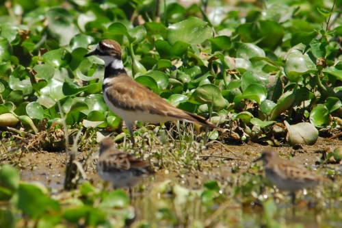 A Killdeer and some young out of focus in the foreground.