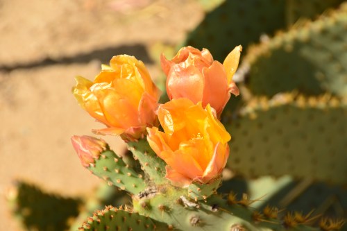 Beautiful cactus flowers!