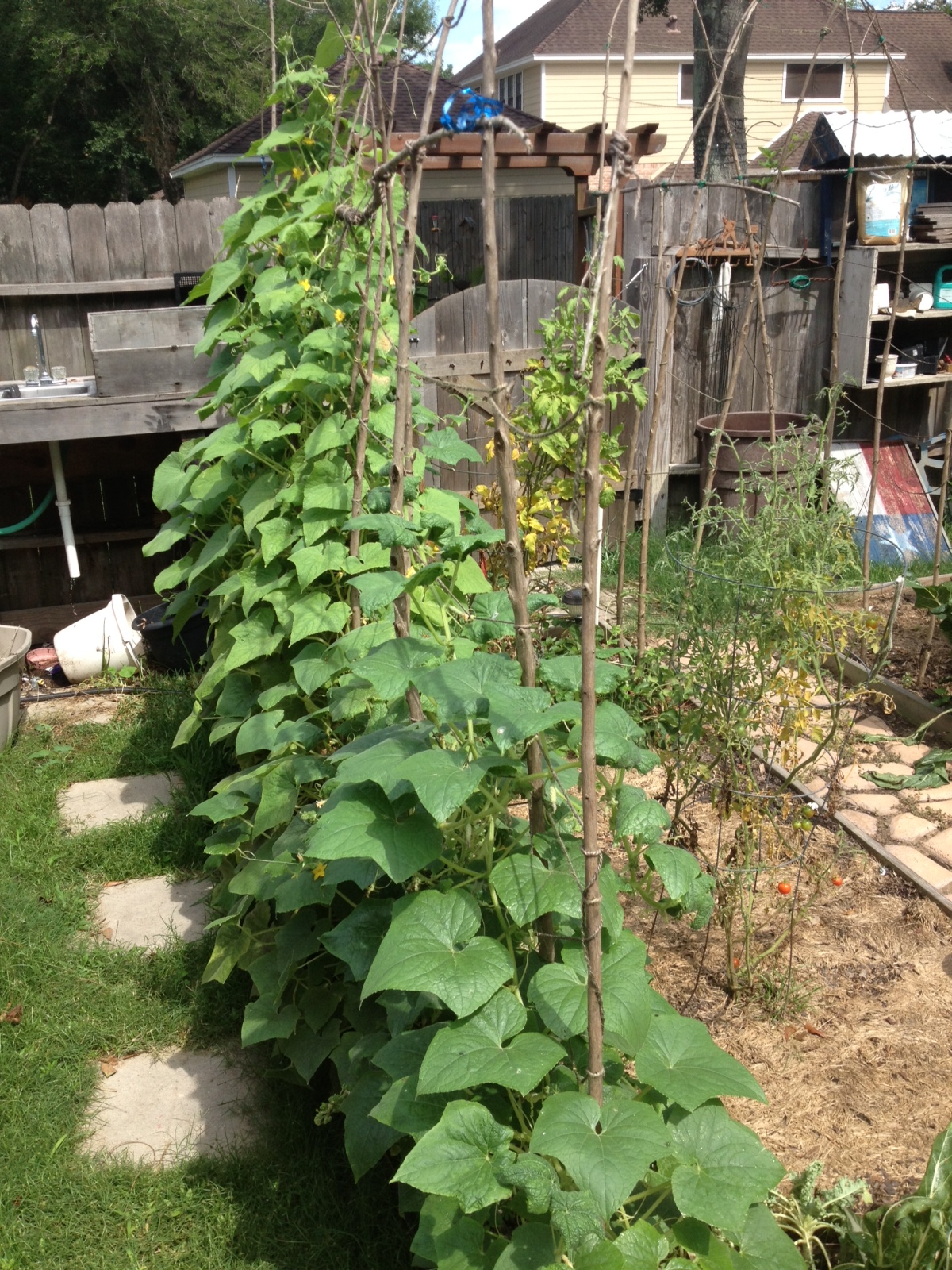 Cucumbers - I am sure there are some hiding!