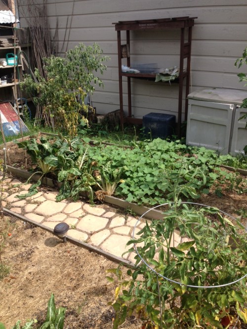 Sweet Potatoes spreading nicely.