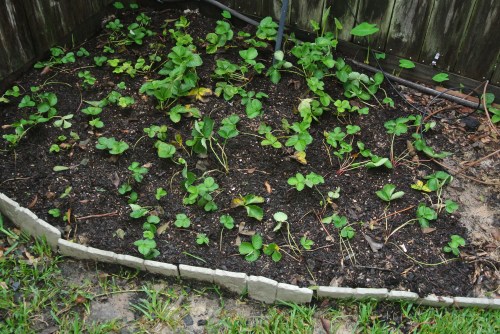The newly planted strawberry bed