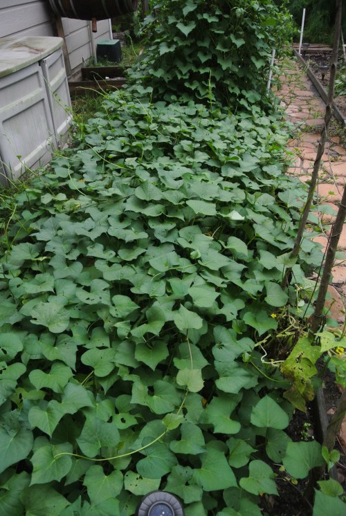 Those pesky sweet potato vines!