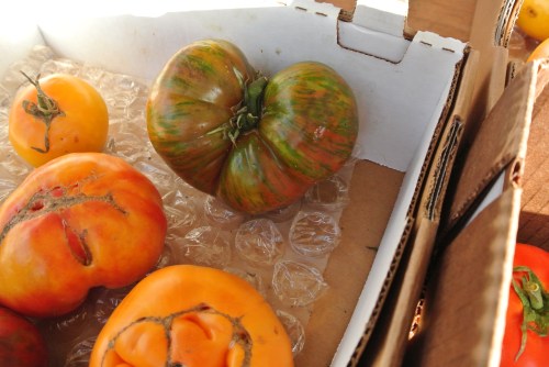 I wish I could get my heirlooms to grow this beautifully. Jan had the green striped variety with her lunch on the pier in Malibu.