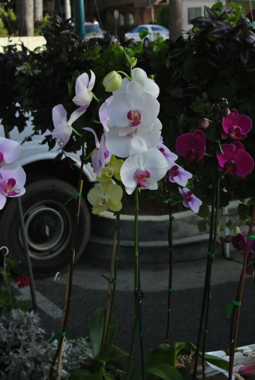 Orchids - so beautiful!