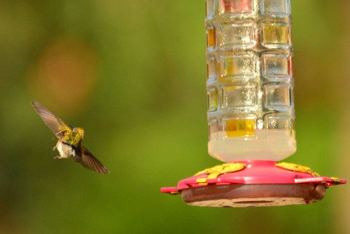 One of the little bombers circling