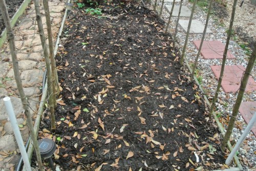 The new carrot patch....waiting for the emerging tops.