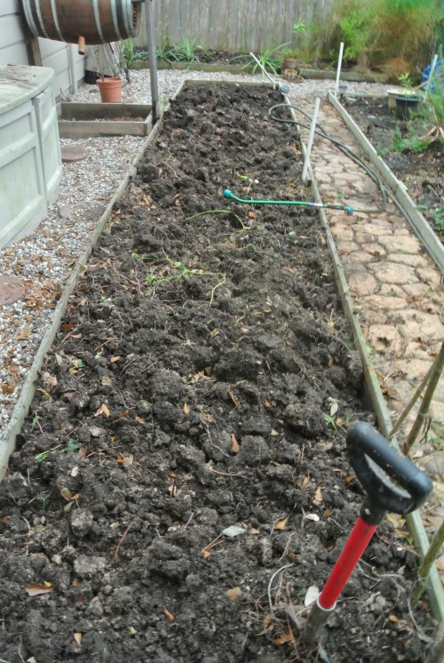 The old sweet potato bed - cleaned out and what next ????