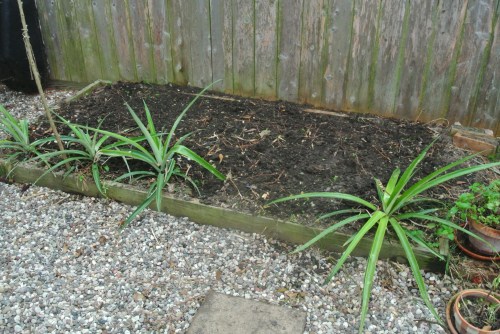 Pineapples - or hopefully this year they will fruit.
