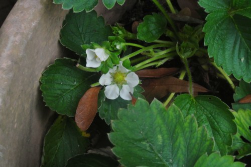 Those danged, confused strawberries.
