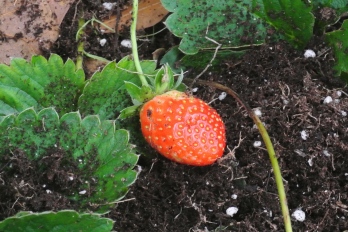 One of several confused strawberries. This was the little one I ate! Yum