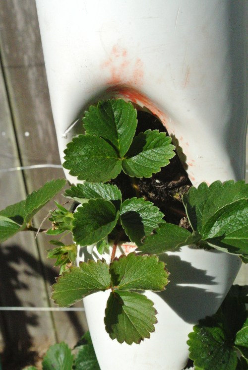 A pocket on a V 2.0 model with a Chandler plant, This is what the new tower will resemble once filled