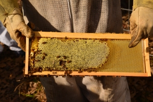 Honey....being added to a frame.