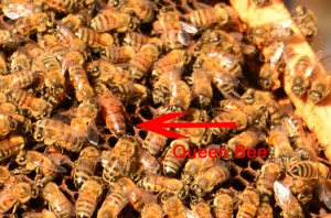 The Queen....her life is not as wonderful as we may have thought!