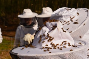 Standing in the way of the landing pattern. The returning bees were blocked on landed early on some class mates